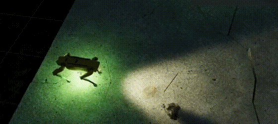 A legged robot in a simulated rock field at night