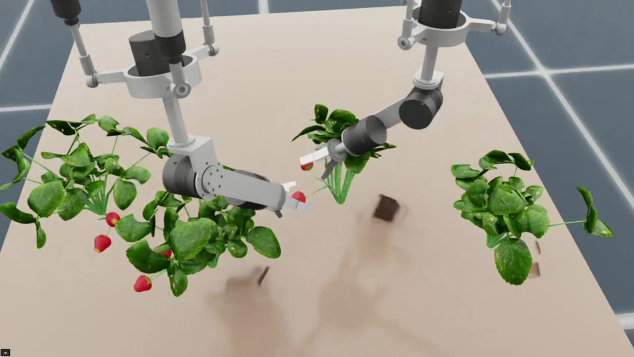 Two robotic arms picking strawberries in simulation