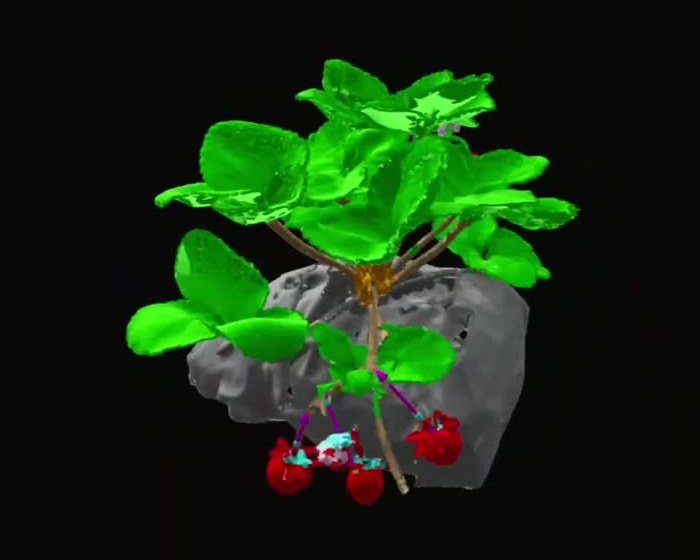 Segmented point cloud of a strawberry plant with leaves and berries separated and stem vectors drawn